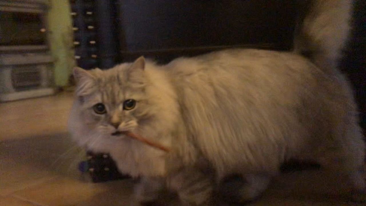Исходный снимок кота: низкое разрешение и шум